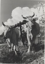 Plow pulled by oxs in Chianti, Tuscany, Italy