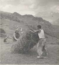 Haymaking in Torgnon
