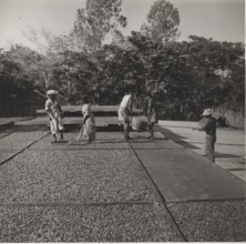 Drying of cocoa beans