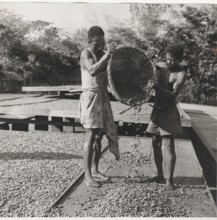 Drying of cocoa beans