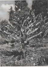 Blooming coffee plant