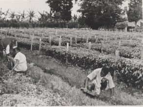 Coffee nursery with young trees for planting