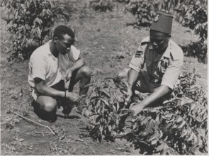 A coffee planter is shown how to prune by an Agricultural Department Instructor