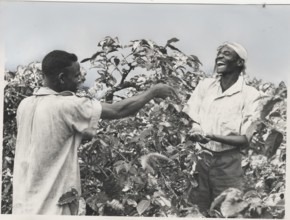 Harvesting of coffee in Karatina, Kenya