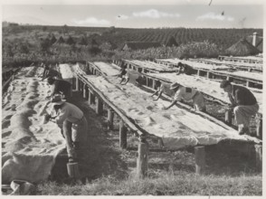 Drying of coffee beans