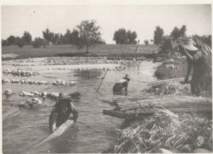 Hemp cultivation near Ferrara