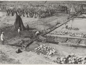 Hemp cultivation in Frattamaggiore