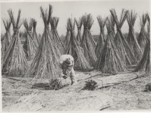 Hemp cultivation in Frattamaggiore