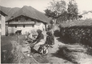 Hemp harvesting in Val Camonica