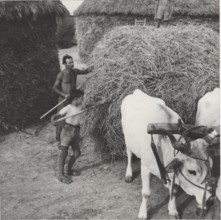 Loading hay and straw