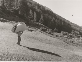 Hay transport in Cogne Valley