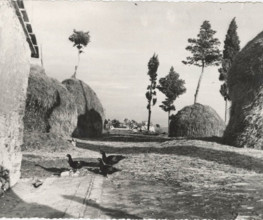 Cypresses used as stack pole of haystacks