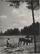 Harvesting in the Milanese countryside