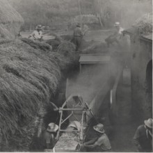 Harvesting in Mezzana