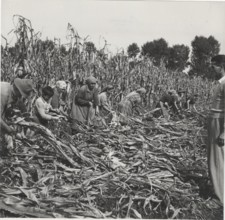 Maize harvest in Cremona