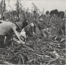 Maize harvest in Cremona