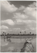 Preparing for the sowing of rice seeds in the countryside of Vercelli: the flattening of the field