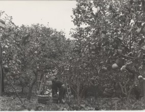 Bergamot harvest in the countryside of Reggio Calabria,