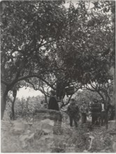 Bergamot harvest in the countryside of Reggio Calabria,