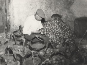 Lemon warehouse in Acireale, Sicily.