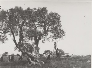 Olive harvest