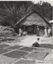 Cloves drying