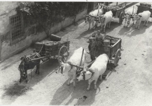 Boxes full of grapes carried to the village after the harvest