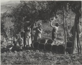 Grape harvest