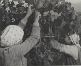 Grape harvest