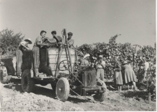 Grape harvest in Castelnuovo Don Bosco,