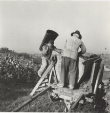 Grape harvest the grapes transferred into a wooden bin