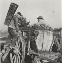 Grape harvest the grapes transferred into a wooden bin