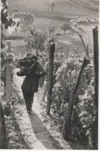 Grape harvest in the countryside of Asti