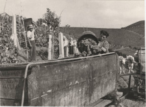 Grape harvest in Castagnole, Monferrato,