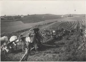Grape harvest in Monferrato hills