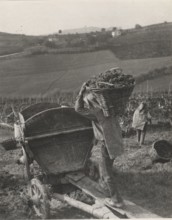 Grape harvest in Monferrato hills