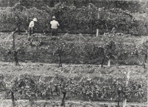 Grape harvest in a typical Valdobbiadene vineyard
