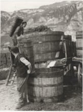 Grape harvest