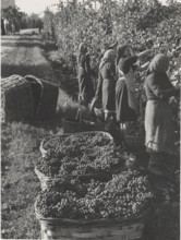 Grape harvest in Pavia