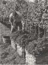 Grape harvest in Chianti