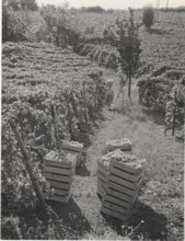 Grape harvest in Terracina