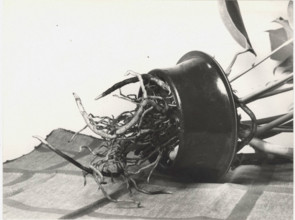 Hydroculture. A rhododendron's roots feeding on the nutrient solution the pot is filled with, thankls to the holes the pot is equipped with