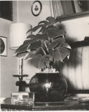 Hydroculture Philodendrum pertusum