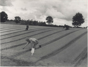 Pubble Nursery seedbeds are weeded by hand