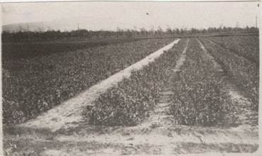 Eucalyptus trees cultivation