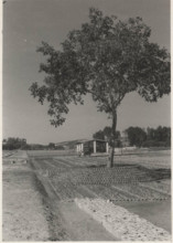 Eucalyptus trees nursery in Sicily