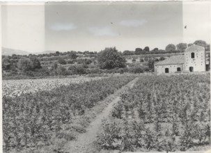 Citrus nursery. Acireale, Sicily, Italy.