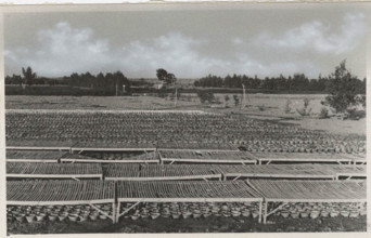 Eucalyptus trees nursery in Sicily