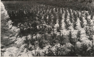 Abiens Picea Excelsa nursery