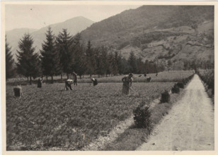 Celarda nursery. Feltre, Italy.